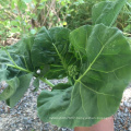 Vegetable seedlings F1 kale kailan Chinese  mushroom Mustard cabbage kale seeds